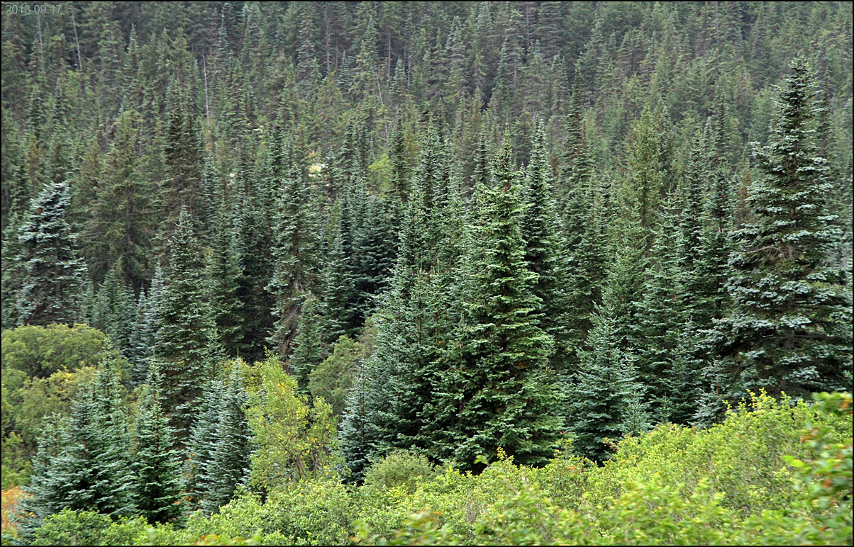 Зона лесов с хвойными деревьями. Тайга Коми. Леса Республики Коми. Подлесок тайги. Лес Тайга Коми.